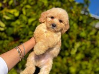 Maltipoo yavrular