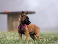 A Şecereli Belçika Kurtları Türkiye Geneli Kapıda Ödemeli