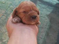 nadir bulunan cavapoo yavrular