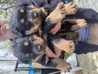 Üst vasıf rottweiler bebekler