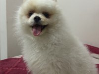Pomeranian boo köpeğimiz
