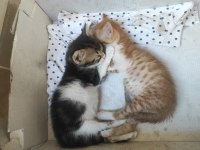 Kedimize acil yuva arıyoruz