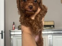Ev Doğumlu Ailemizde Büyüyen Toy Poodle Bebeklerim