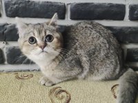 5 aylık dişi golden black ny25 british shorthair