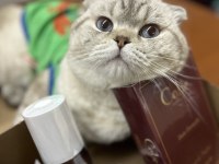Scottish fold oğluma eş arıyoruz