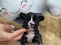 HARİKA ANATOMİYE SAHİP FRENCH BULLDOG YAVRULARIM