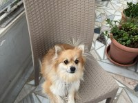 Çipine Göre 4 Yaşında Aile Köpeğimiz