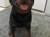 Macar koca kafa rottweiler