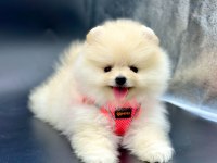 Safkan Pomeranian Boo Yavrularımız