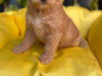 2.5 AYLIK DİŞİ MALTEPOO (MALTİPOO)