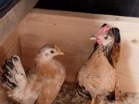 Serama cinsi tavuklar