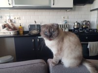 Mavi gözlü asil scottish fold prenses