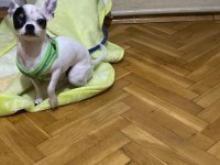 Ücretsiz sahiplendirme chihuahua