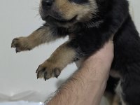 Kaliteli Rottweiler Yavrularımız
