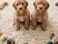 Maltipoo bebekler