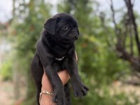 68 günlük pink carrier pug mops bebekler dişi-erkek
