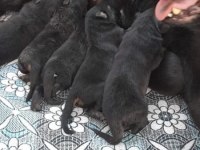 ALMAN KÖPEĞİ YAVRULARI