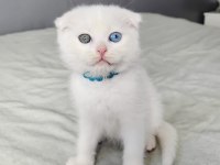 Scottish Fold Oddeyes