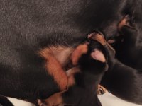 Safkan A kalite 0 numara minyatür pinscher