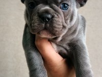 Egzotik French Bulldog Bebekler