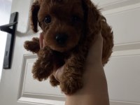 Teacup Toy Poodle