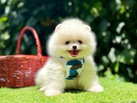 Mersin Pomeranian Boo Yavruları