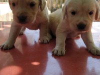 Safkan golden retriever yavrularımız