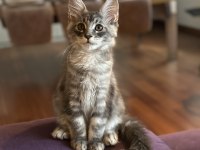 Safkan Maine Coon