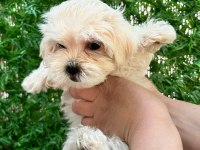 Maltipoo bebekler