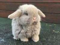 Orijinal Irk Hollanda Teddy Lop Tavşanları