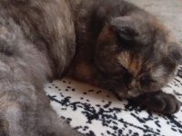 Scottish fold kedimiz pakize yeni yuvasını arıyor