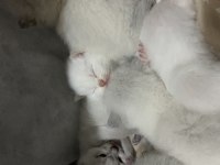British shorthair beyaz kedimiz
