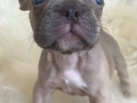 Exotic renk french bulldog yavrularım