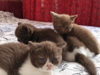 Cinnemon ve bicolour yavru kediler