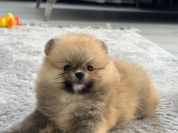 3 aylık pomeranian boo ve teddy bear kardeşler