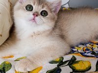 Blue Golden Dişi Yavru British Shorthair