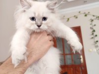 British longhair dişi