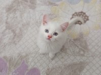 Sevimli British Shorthair Bebişler