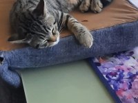 Ücretsiz sahiplendirme tekir kedimiz