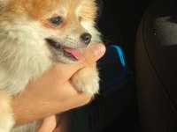 Çok tatlı sevimli HARİKA pomeranian köpeğim karamel