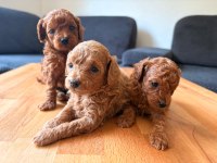 Muhteşem Güzellikte Teacup Poodle Yavruları