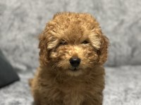 EV ORTAMINDA BÜYÜYEN TOY POODLE YAVRULARIM