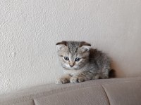 Erkek yavru scottish fold