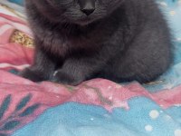2 aylık Scottish fold yavru