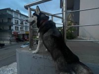 3 YAŞINDA AŞILARI EĞİTİMİ TAM HUSKY
