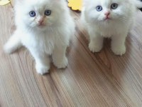 Chinchilla Minnoşlara Acil yuva aranıyor