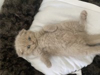 15 haziran doğumlu 3.5 aylık yavru british shorthair bebek