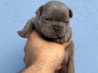French Bulldog yavrularımız ırk garantilidir