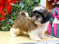 mini shih-tzu yavrularımız