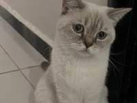 British Shorthair Yuva Arıyor
